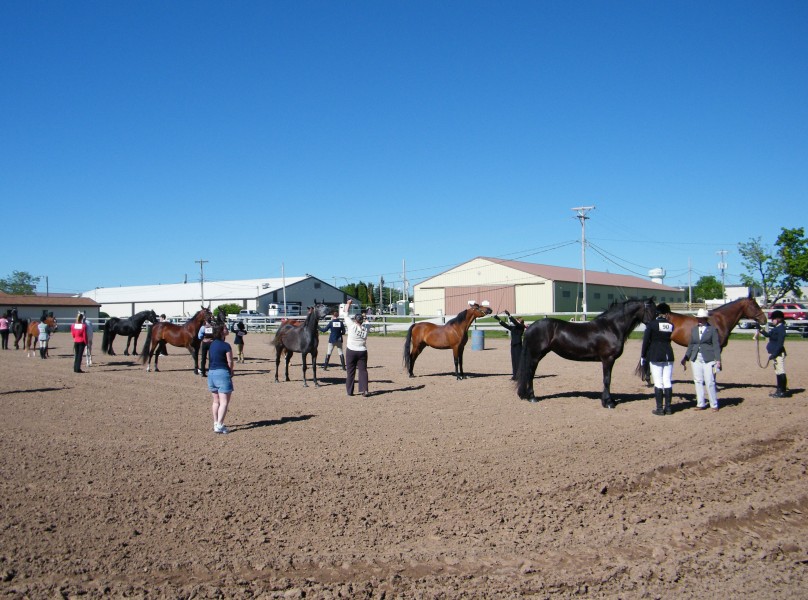Friesian Heritage Horse Show